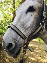 Close-up of a horse