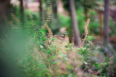 Close-up of plant growing on field