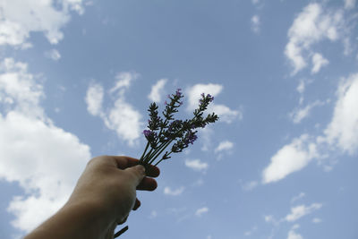 Cropped hand holding flowers against sky