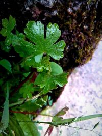 Close-up of raindrops on leaves