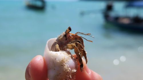 Cropped hand of person holding crab