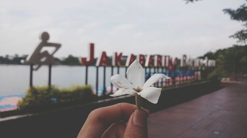 Close-up of hand holding white flower against sky