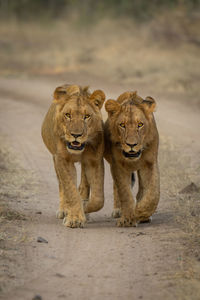 Lioness looking away