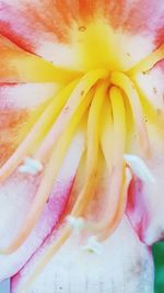 Macro shot of pink flower