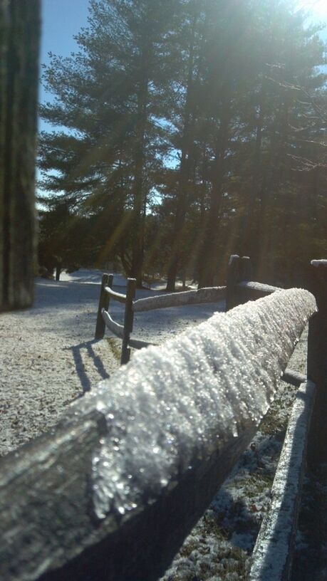 tree, snow, winter, cold temperature, season, railing, nature, wood - material, sunlight, focus on foreground, day, outdoors, tranquility, close-up, no people, park - man made space, fence, weather, frozen, built structure