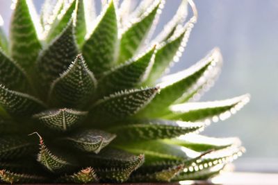 Close-up of succulent plant