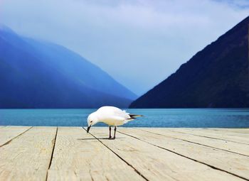 Close-up of bird perching on wood against sea