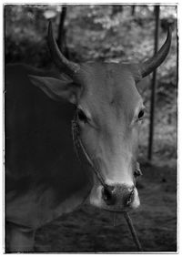 Close-up of horse