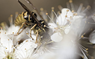 Close-up of insect on white flower