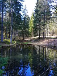Scenic view of lake in forest