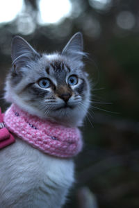 Close-up portrait of cat looking at camera