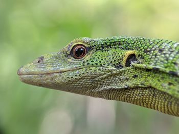 Close-up of lizard