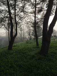 Trees on landscape against sky