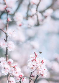 Close-up of cherry blossoms on tree