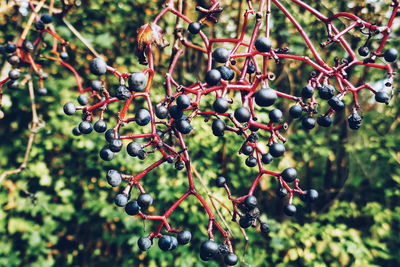 Close-up of berries growing on tree