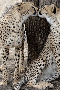 View of a cat