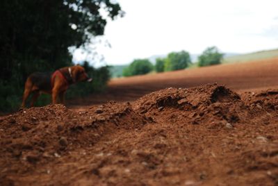 Surface level of dog standing on field