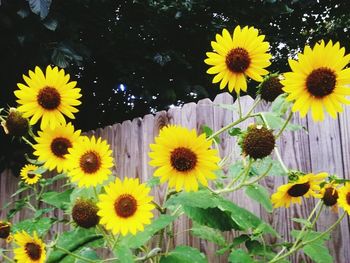 Close-up of daisy flowers