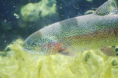 Fish swimming in aquarium