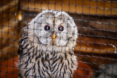 Close-up portrait of owl in cage