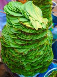 Close-up of green leaf