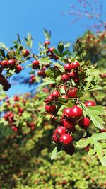 Close-up of red berries growing on tree