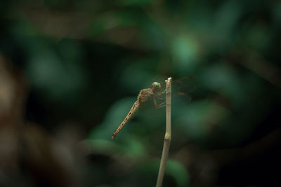 Close-up of the dragonfly