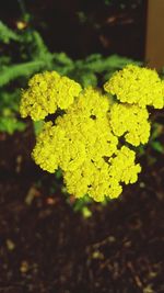 Close-up of yellow flower