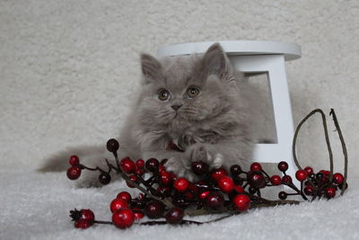 Close-up of cat with red berries