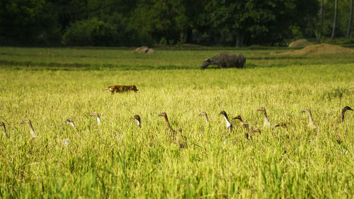 Sheep in a field