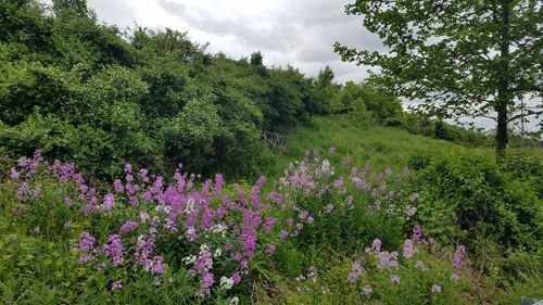 View of flowering plants and trees in forest