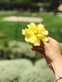 Close-up of hand holding yellow flowering plant