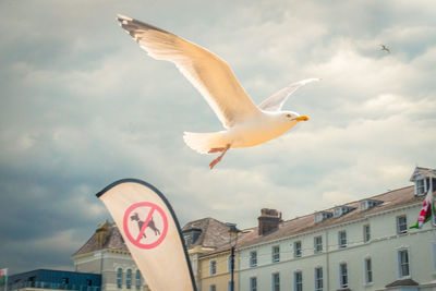 Low angle view of seagull flying in sky