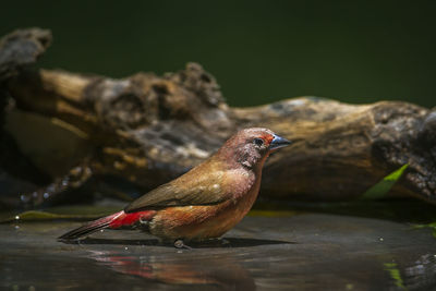 Close-up of bird perching on wood