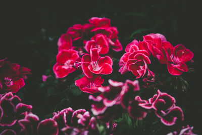 Close-up of pink rose flowers