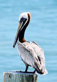 Close-up of pelican perching on lake