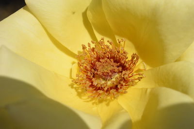 Close-up of yellow rose flower, maxro of stamen