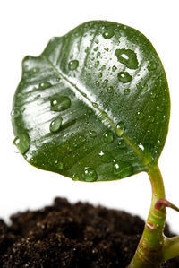 Close-up of wet plant against white background