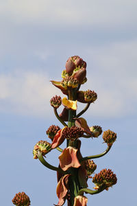 Low angle view of flowering plant against sky