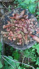 High angle view of snake on plant