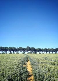 Scenic view of field against clear blue sky