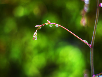 Close-up of raindrops on pink flower