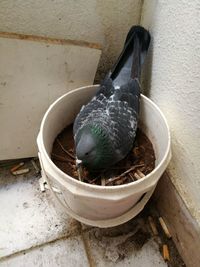 Close-up of bird in water