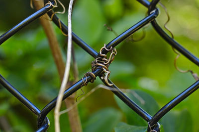 Close-up of grasshopper on chainlink fence