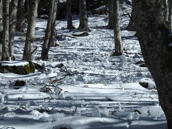 Trees on snow covered landscape