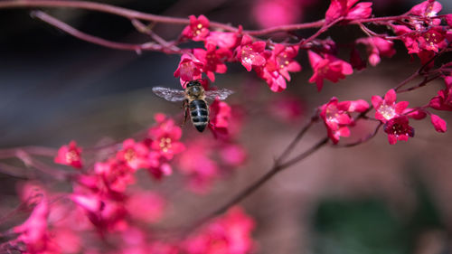 Close-up of insect on pink cherry blossom