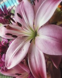 Close-up of pink flowering plant