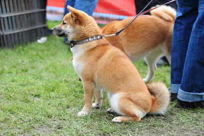 Low section of person with dog on grass