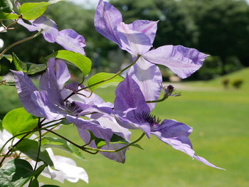 plant
