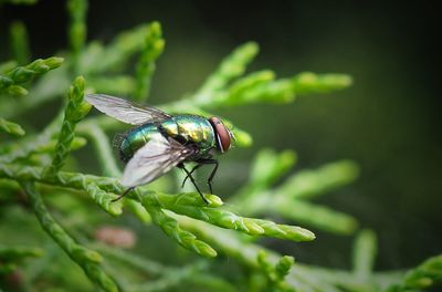 Close-up of fly on leaf